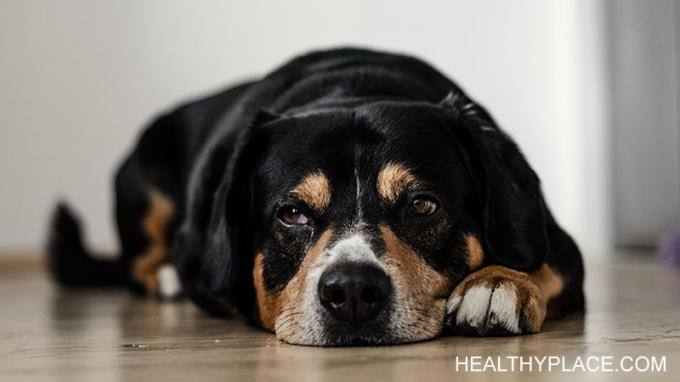 Seu cão conhece a depressão e pode ajudá-lo a superar os momentos mais difíceis. Meu cachorro sempre me ajuda nos meus episódios depressivos. 