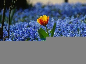 Sobreviver às férias de primavera com transtorno de compulsão alimentar às vezes significa lidar com a confusão de alimentos. Tudo o que você quer é uma boa refeição. Você pode pegar isso? Leia isso.