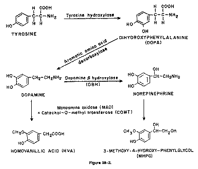 L Processo Bioquímico de Tirosina