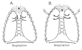 Figura da respiração torácica