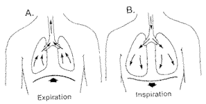 Figura da respiração diafragmática